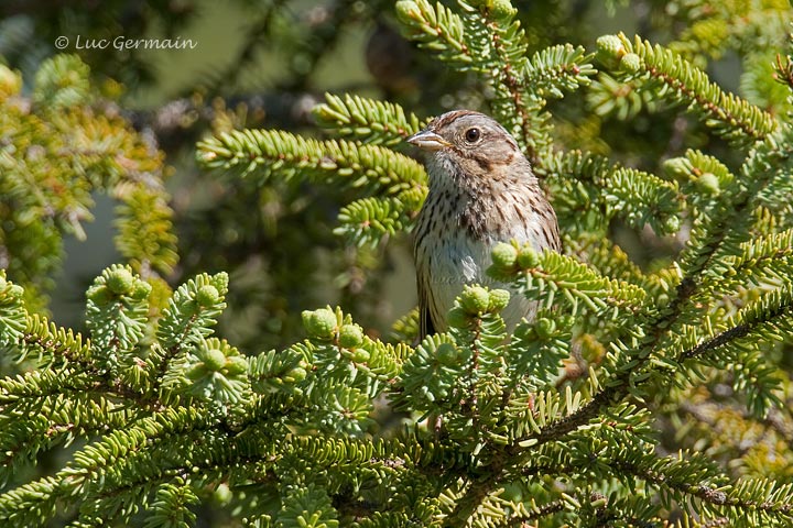 Photo - Lincoln's Sparrow