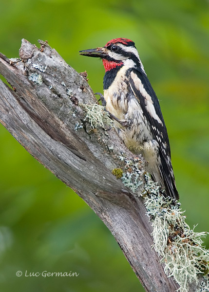 Photo - Yellow-bellied Sapsucker