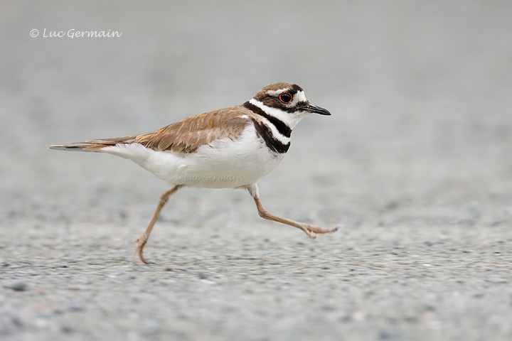 Photo - Killdeer