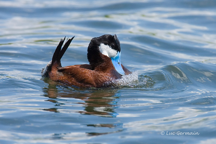 Photo - Ruddy Duck