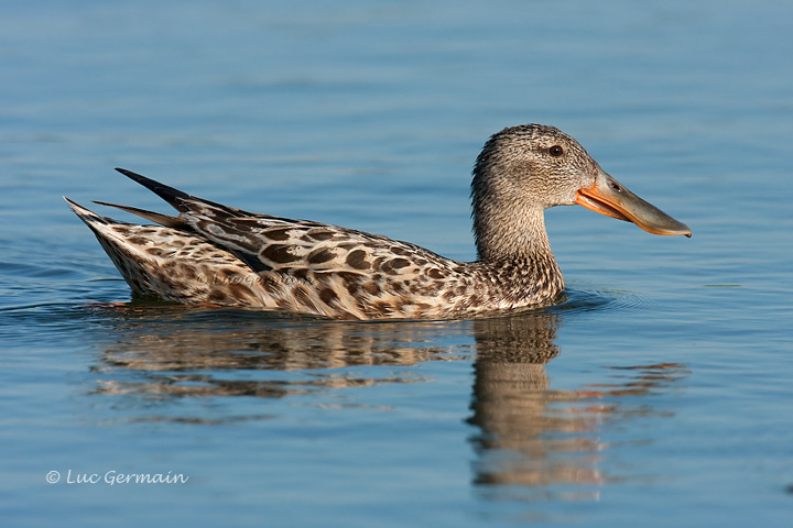 Photo - Canard souchet