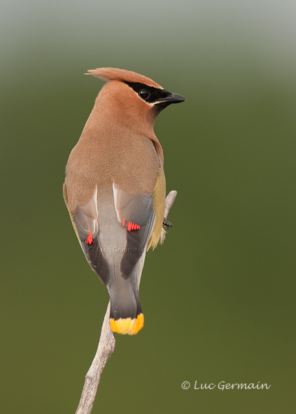 Photo - Cedar Waxwing