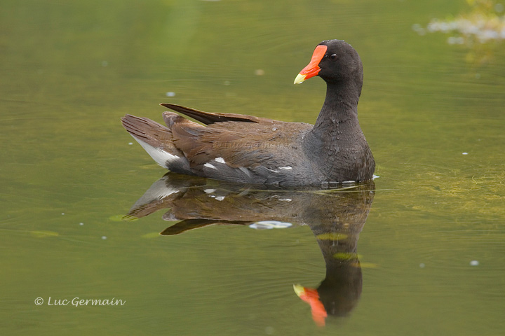 Photo - Common Gallinule