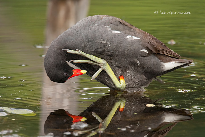 Photo - Gallinule d'Amérique