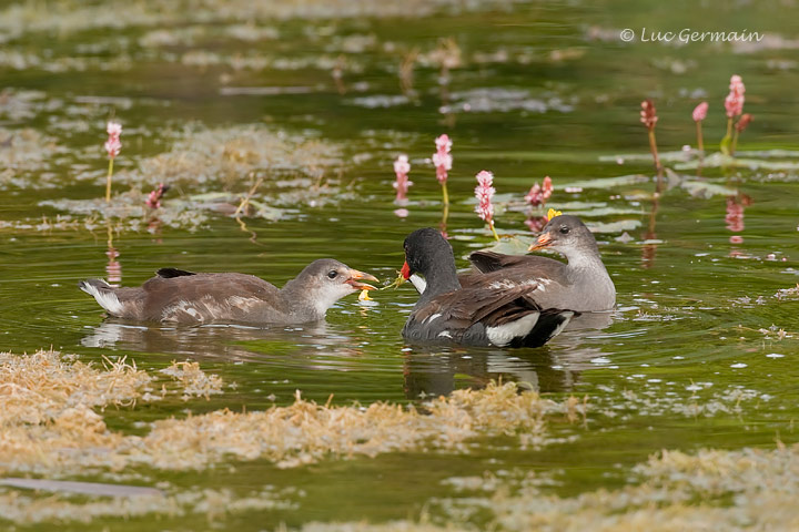 Photo - Gallinule d'Amérique