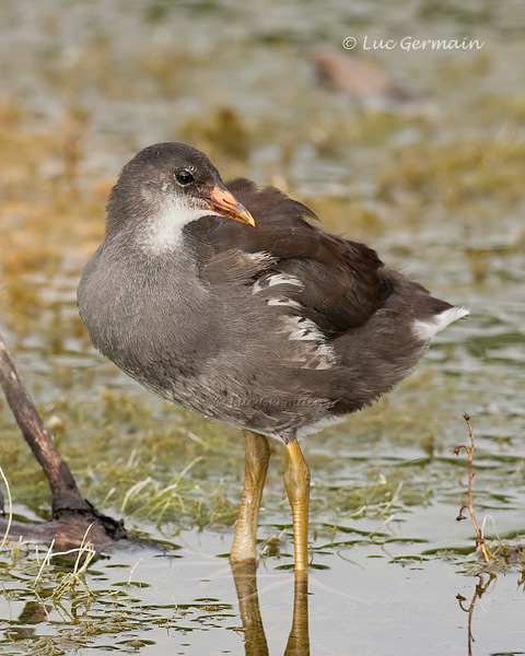 Photo - Gallinule d'Amérique