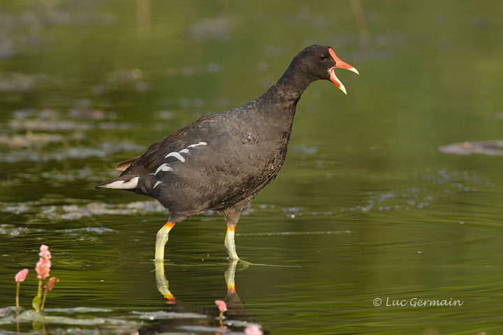 Photo - Gallinule d'Amérique