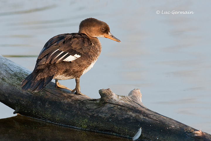 Photo - Hooded Merganser