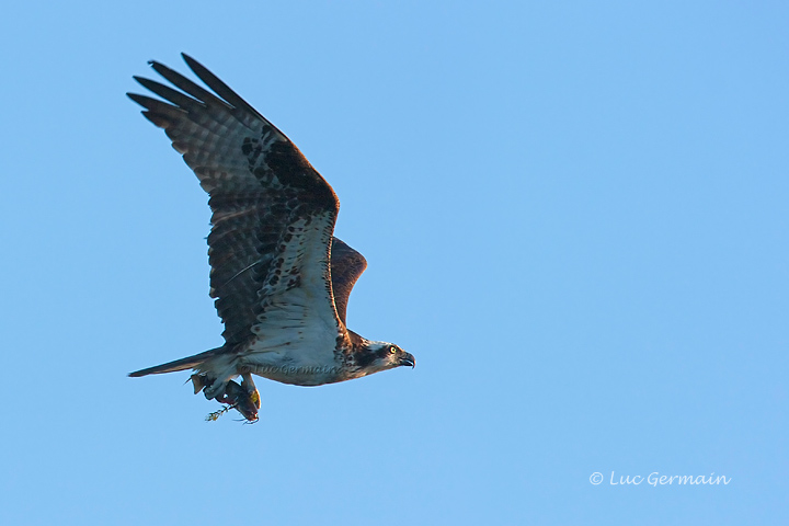 Photo - Osprey