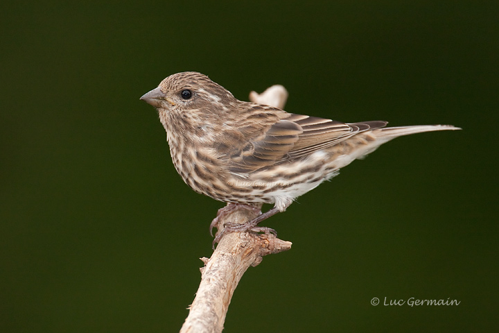 Photo - Purple Finch