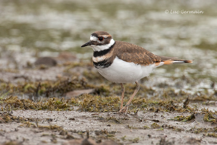 Photo - Killdeer