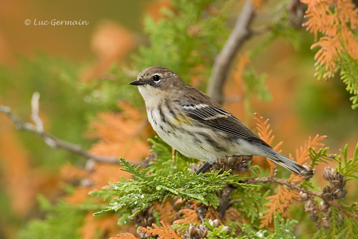 Photo - Yellow-rumped Warbler