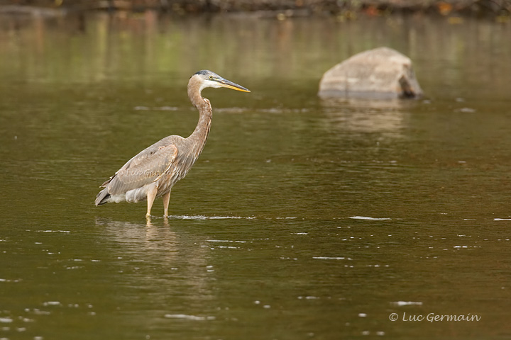 Photo - Great Blue Heron