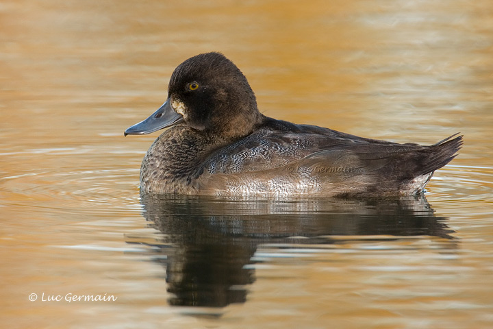 Photo - Petit Fuligule