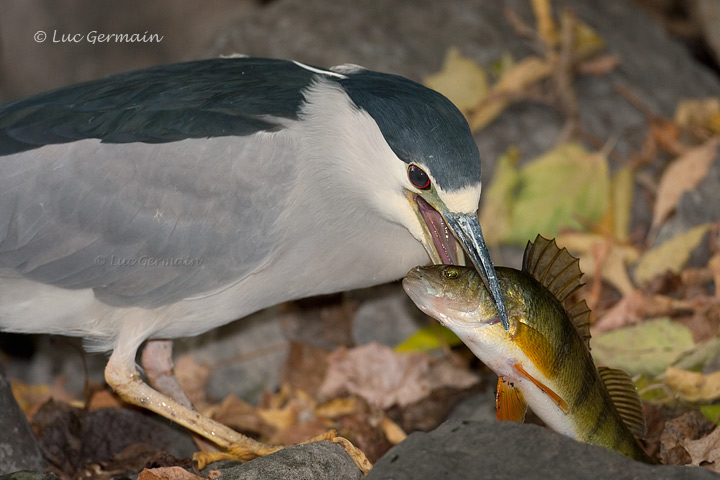 Photo - Black-crowned Night-Heron