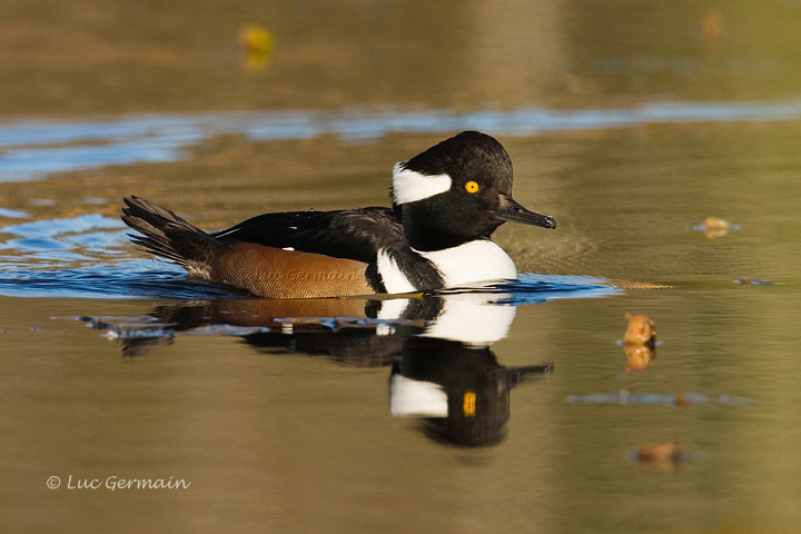 Photo - Hooded Merganser