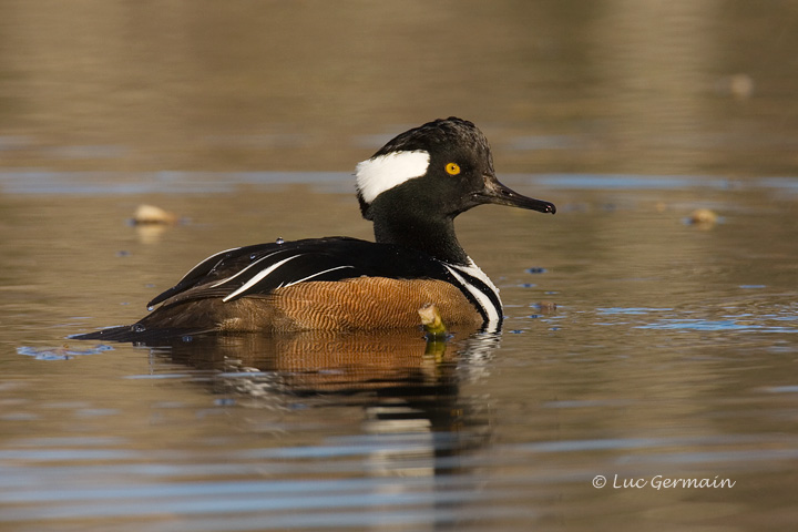 Photo - Hooded Merganser