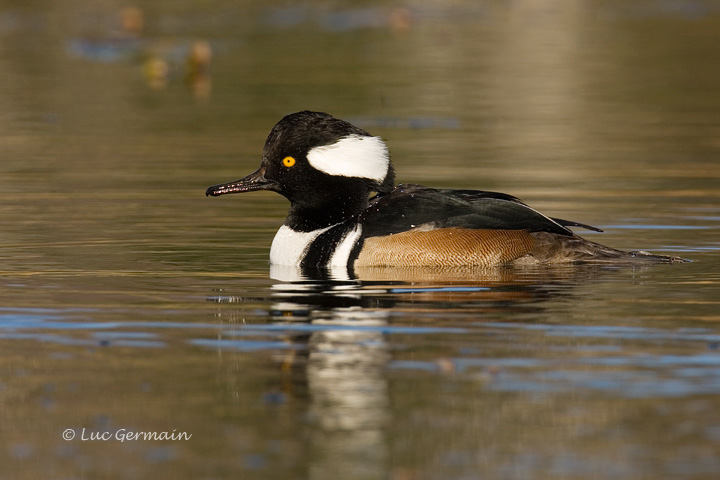 Photo - Hooded Merganser