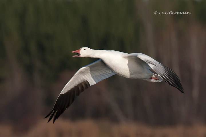 Photo - Snow Goose