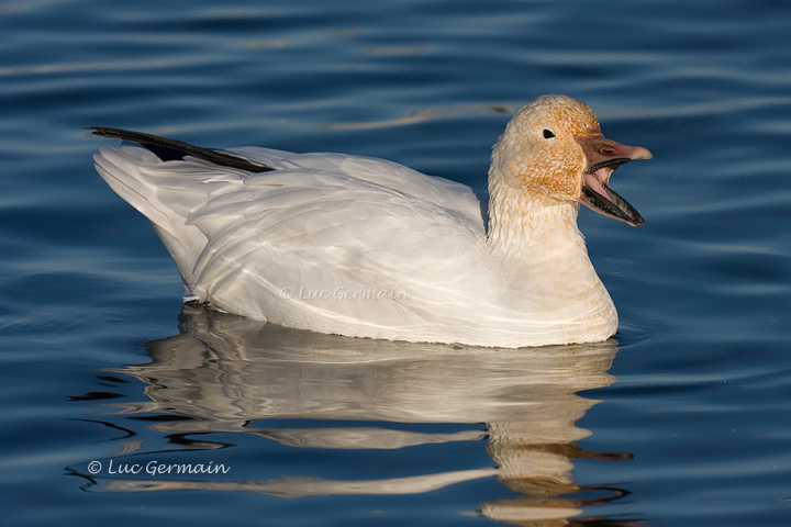 Photo - Snow Goose