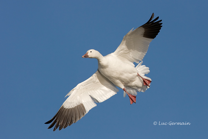 Photo - Oie des neiges