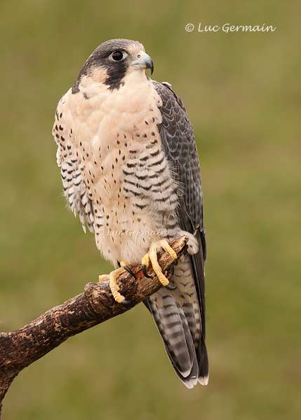 Photo - Peregrine Falcon