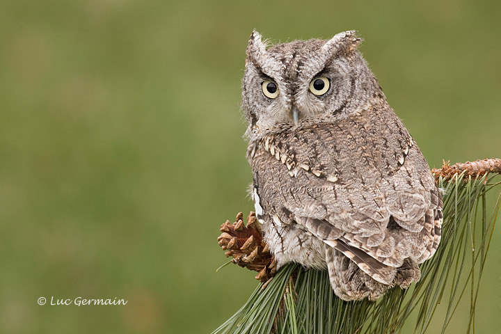 Photo - Petit-duc maculé