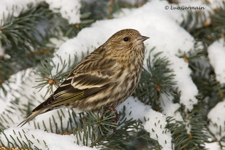 Photo - Pine Siskin