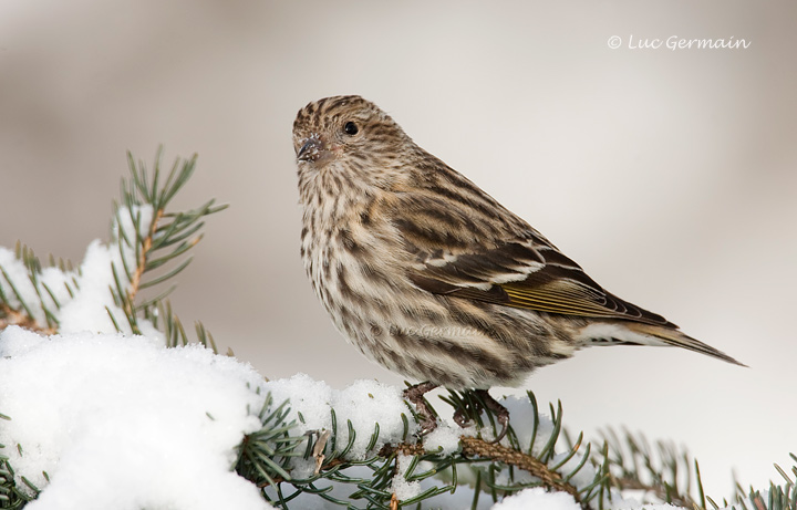 Photo - Pine Siskin