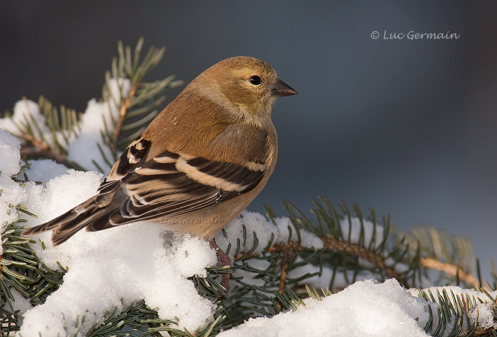 Photo - Chardonneret jaune