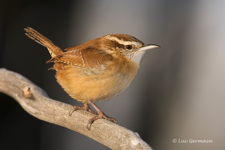 Photo - Carolina Wren