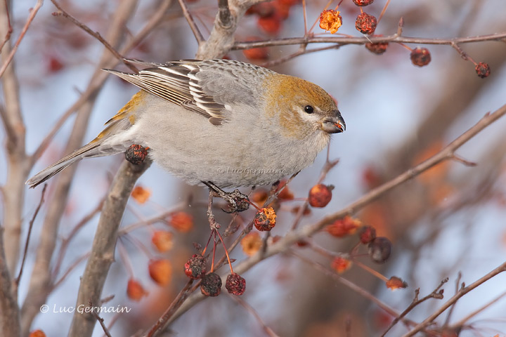 Photo - Pine Grosbeak