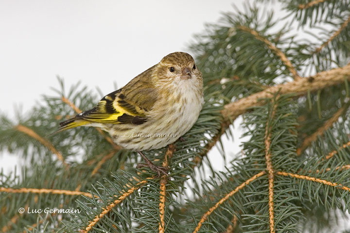 Photo - Pine Siskin