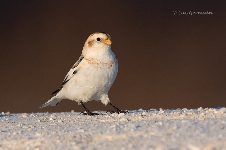 Photo - Plectrophane des neiges