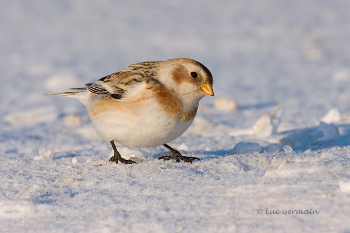 Photo - Plectrophane des neiges