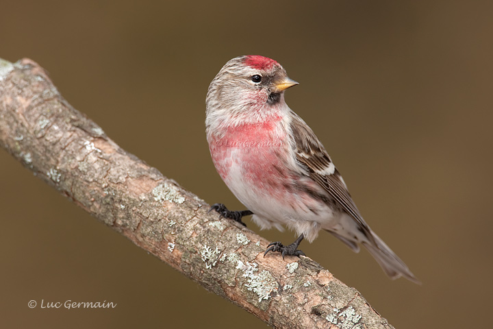 Photo - Common Redpoll