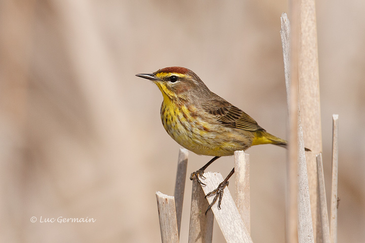 Photo - Palm Warbler