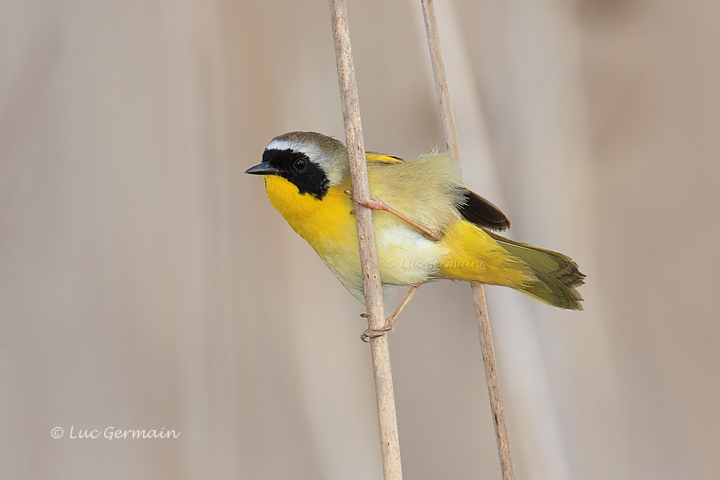 Photo - Common Yellowthroat