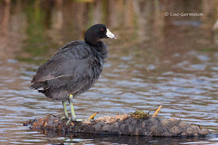 Photo - American Coot