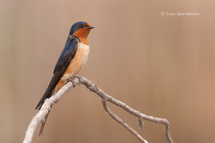 Photo - Hirondelle rustique