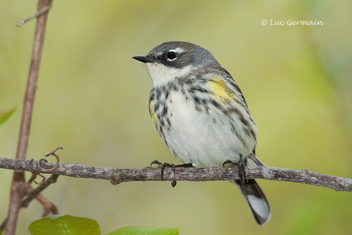 Photo - Yellow-rumped Warbler