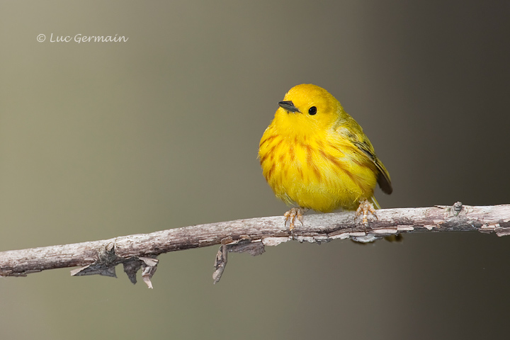 Photo - Yellow Warbler