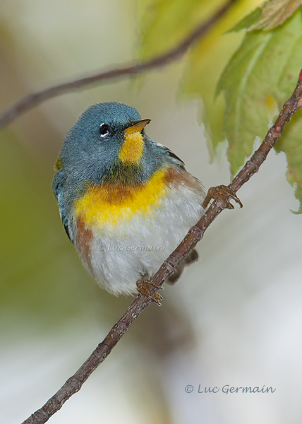 Photo - Northern Parula