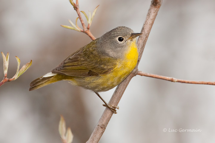 Photo - Nashville Warbler