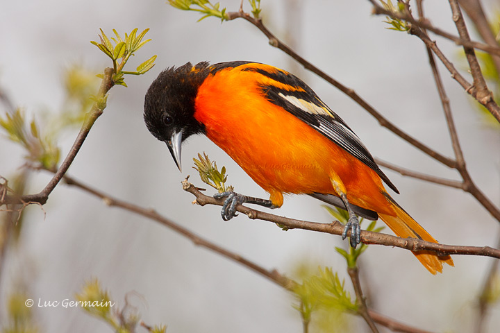 Photo - Oriole de Baltimore