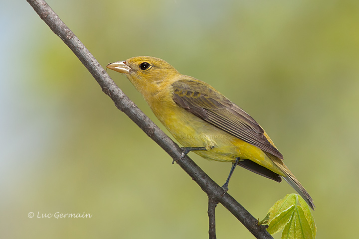 Photo - Scarlet Tanager