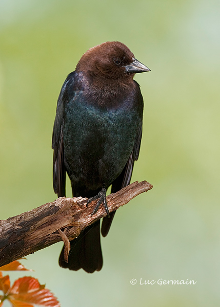 Photo - Vacher à tête brune