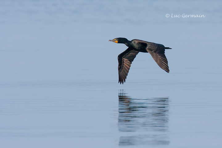 Photo - Cormoran à aigrettes