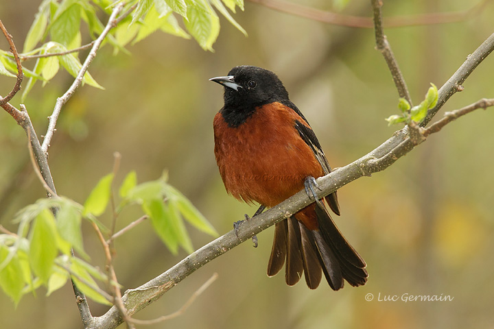 Photo - Oriole des vergers