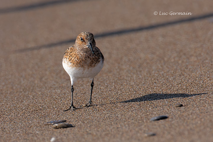 Photo - Bécasseau sanderling